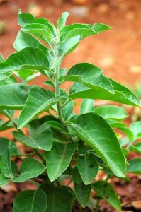 Az Ashwagandha India legnépszerűbb botanikai növénye